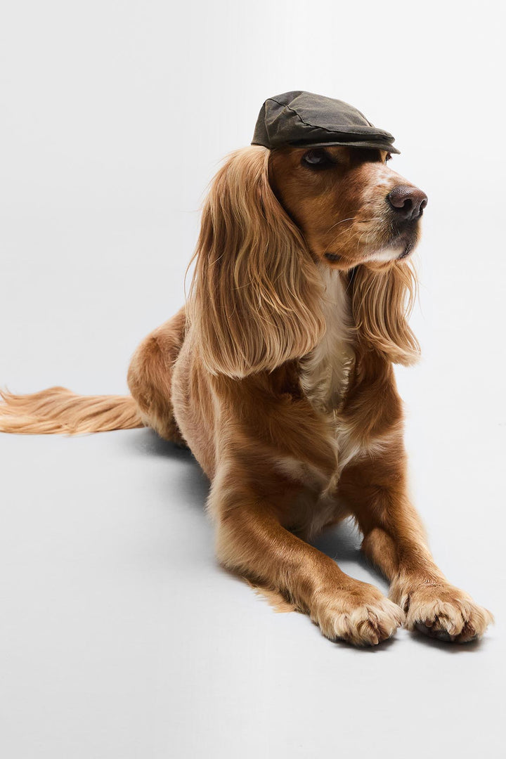 Keps Hund