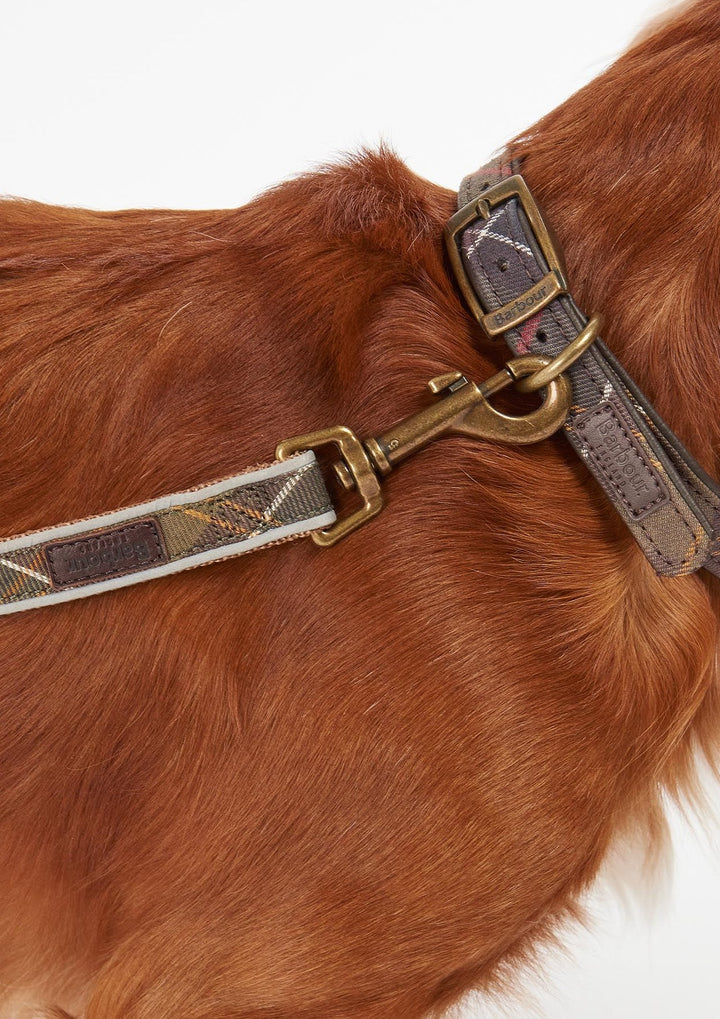 Hund Koppel Reflex Grön