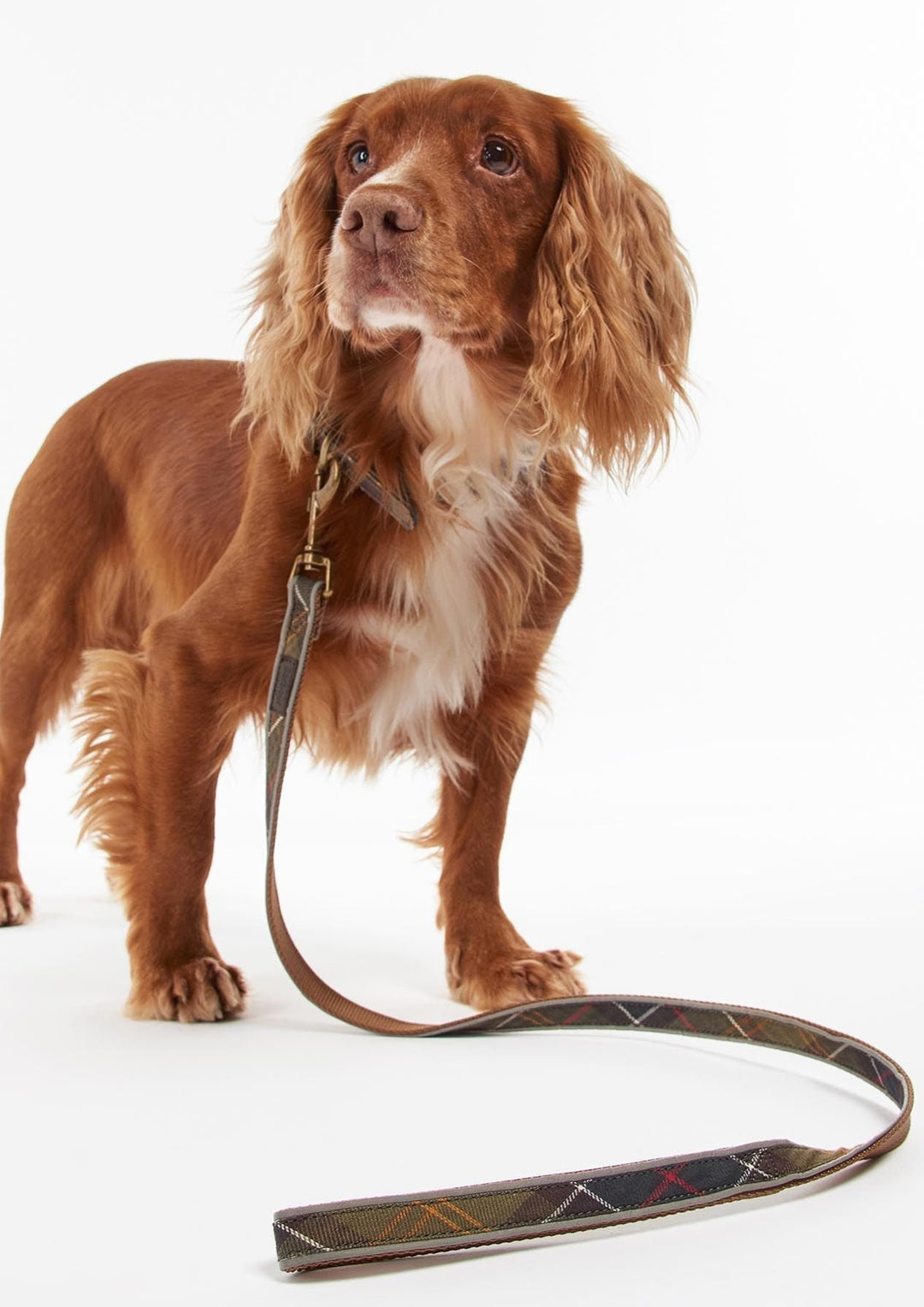 Hund Koppel Reflex Grön