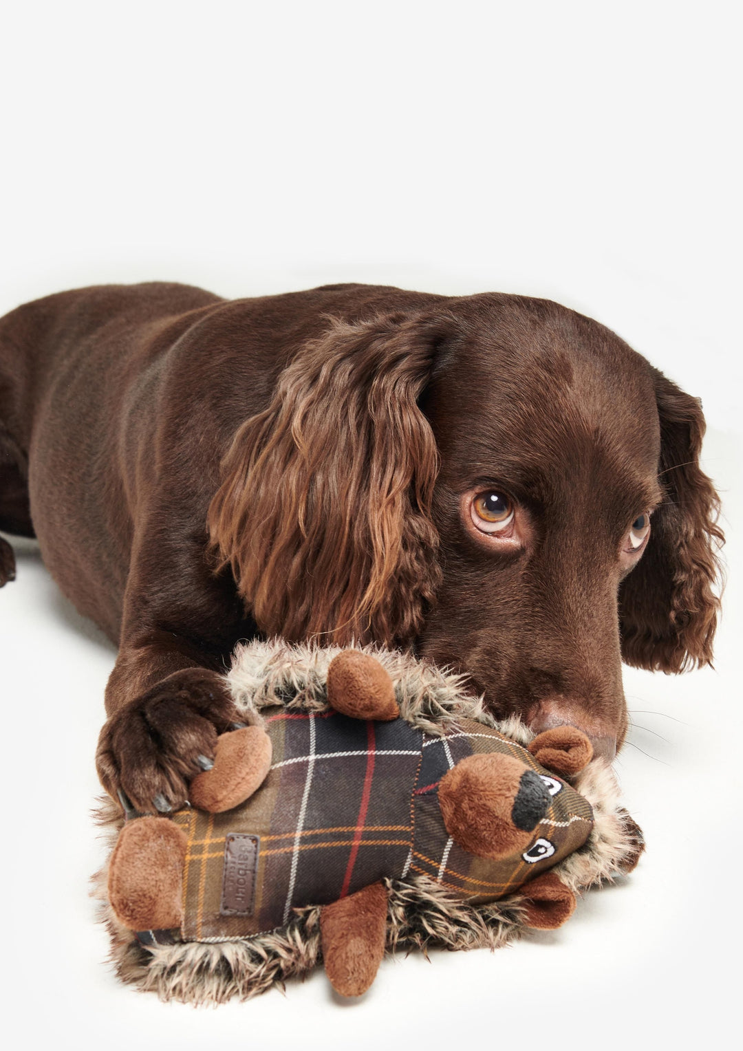 Hedgehog Dog Toy