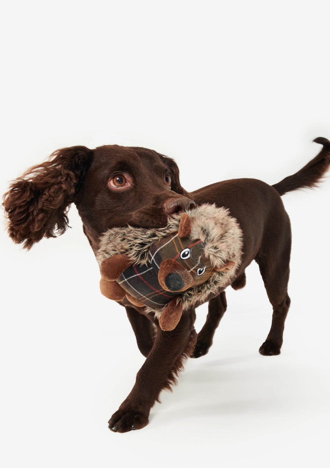 Hedgehog Dog Toy