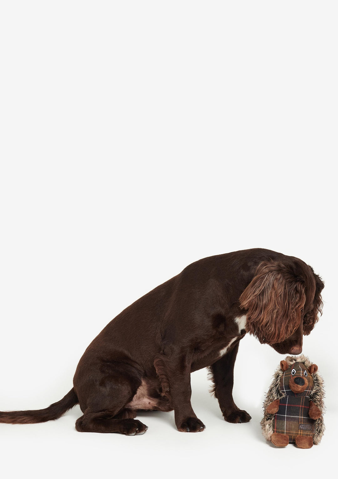 Hedgehog Dog Toy